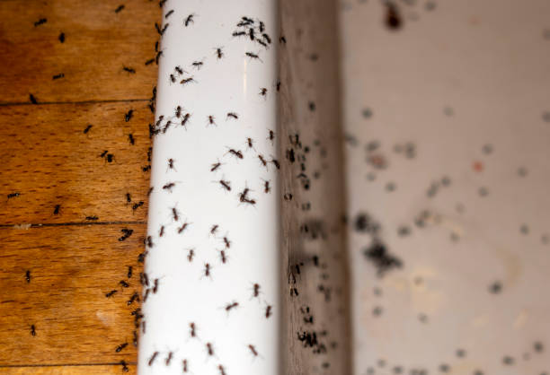 Best Ant Control Services  in Elkridge, MD